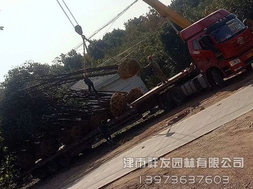 20公分香樟，多桿香樟發(fā)車(chē)-(2)